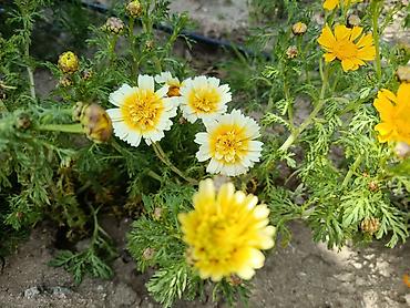 хонча новруз: Payızgülü (Chrysanthemum coronarium) – dekorativ, yeməli yarpaqlı və — 1