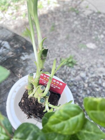 Другие услуги: Продаю цветы😍 Очень много разных 🪴🎋🍃🌱 Антуриумы Спатифиллум Алоказия — 25