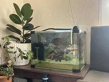 akvarium satışı: Akvarium satilir Zavod yumru kuncler ile 55x35x40 80 litr Qiymet tek — 1