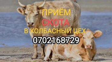 высокоудойные коровы в кыргызстане: Куплю | Коровы, быки, Лошади, кони | Любое состояние, Самовывоз, Забитый