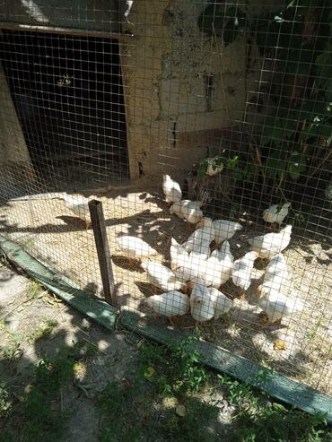 клетки для птицы: Домашние цыплята 1 мес.и 10 дней 29шт