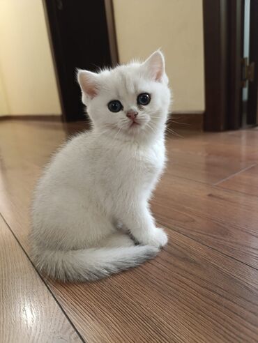 Pişiklər: Cins Paroda pişikləri. Şotland, Britan, Pers. Rəngləri də cür bə cür -da lalafo.az — 16 Pişiklər: Cins Paroda pişikləri. Şotland, Britan, Pers. Rəngləri də cür bə cür — 16