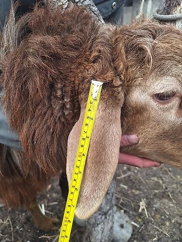 Баран, овца: Продаю | Баран (самец) | Для разведения — 6