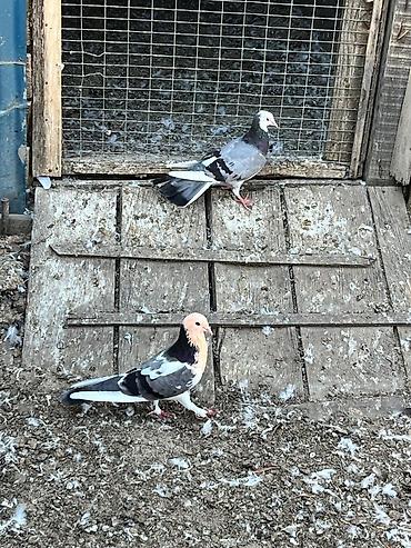 goyərcin uzuk: Məhsul: Ev göyərçinləri (çeşidli rəng və naxışlarda) Təsvir: - — 2
