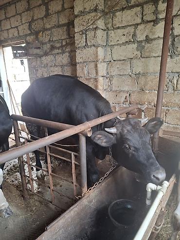 ətlik inək cinsləri: Diri cekisi 360kg 
yasi :16 ayliq
cinsi : ivanovka
ancag wp isleyir — 2