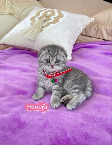 hqd 300: Scottish fold və straight sallaqulaq və dikqulaq balalar 💕 Tam təmiz