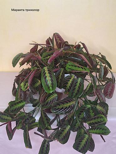 Другие комнатные растения: #Аллоказии/Сингонеумы/ Прочее-Домашние - Адаптированные!!! — 7