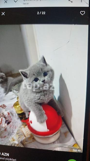 Pişiklər: Şotland — 11