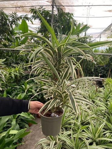 Buket güllər: Dracaena “Warneckei” – zolaqlı dekorativ otaq bitkisi Məhsul