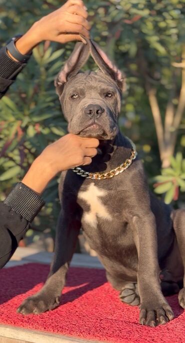 İtlər: Kane-Korso, 3 ay, Erkek, Sənədli — 20