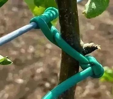 uzum tingləri: Ağac bağlamaq üçün "Agro rezin" (İtaliya istehsalı). Meyvə tingləri — 2