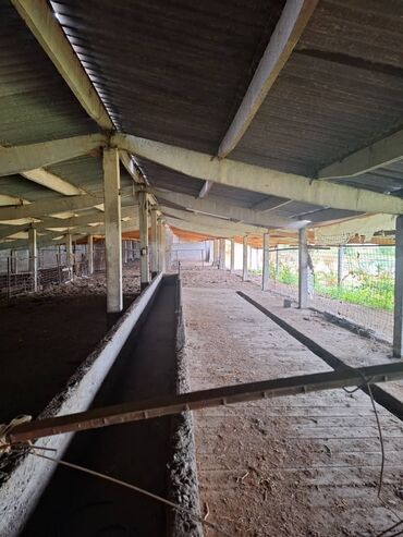 Сельхоз предприятия: Продаю Кошара, 800 соток, Действующий, С оборудованием — 7