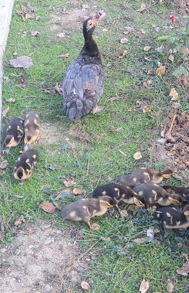 Ördəklər: Dişi, | Macar, Damazlıq, Pulsuz çatdırılma — 9