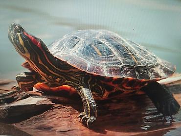 Балыктар: Красноухая черепаха (Trachemys scripta elegans) - Яркие красные — 1