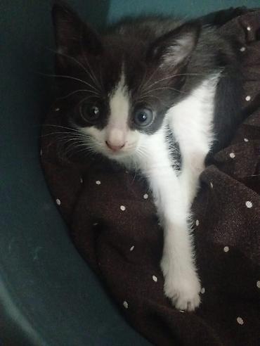 щенка шпиц: Котёнок, окрас черно-белый (tuxedo). Большие выразительные глаза — 2