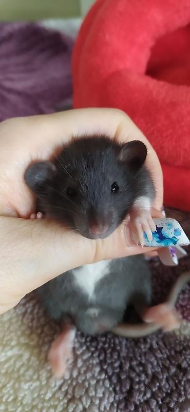 Крысы: Привет друзья !! У нас родились красивые крысята.Друзья в питомнике - — 4
