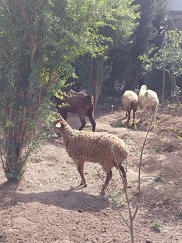 disi buzov: Quzu, Dişi, Qala, ay: 5, Damazlıq, Ünvandan götürmə — 7