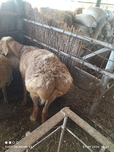 kend toyuqlari satisi: Qisar sortudu 3 eded qoyun 2 aylq boğazdır birnin qiymeti 700 AZN 1 — 2
