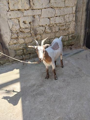 damazlıq heyvanların satışı: Real alıcı zəng vursun . super kökdü .real alıcı gəlsin cüzi endirim — 2