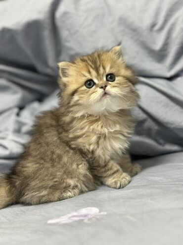 Pişiklər: Britan, Dişi, Yaxşı əllərə, Ünvandan götürmə, Pulsuz çatdırılma, Ödənişli çatdırılma — 3