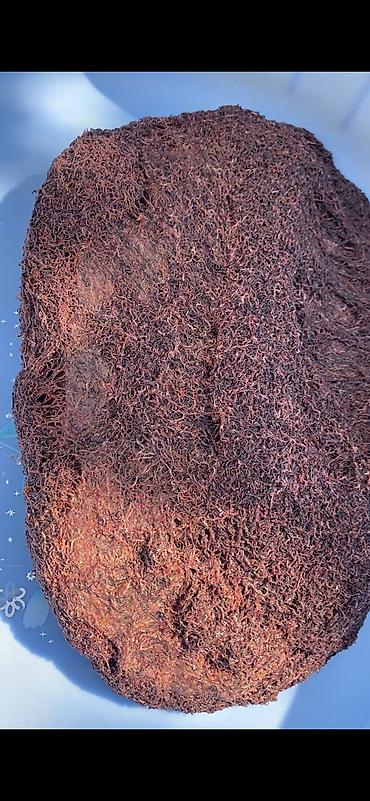 Balıqlar üçün canlı yem Truboçnik. Hər növ balıq üçün uyğundur. 100 lalafo.az -da Balıqlar üçün canlı yem Truboçnik. Hər növ balıq üçün uyğundur. 100
