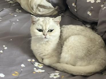 pişik pers: Britan, Dişi, Yaxşı əllərə, Ünvandan götürmə, Ödənişli çatdırılma — 4