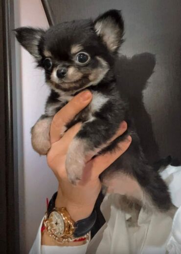 İtlər: Çixuahua, 2 ay, Erkek, Peyvəndli — 1