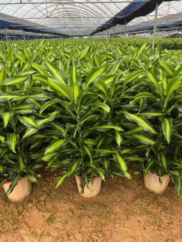 Пальмы: Пальмы Кофейное деревоПальмы,Фикусы и тд — 26