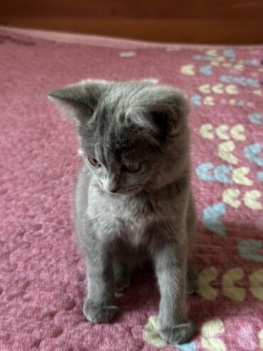 вислоухие коты серые: 3 айлык, Ургаачы, Боз