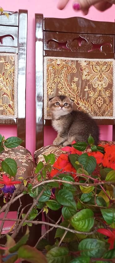 Pişiklər: Şotland — 2