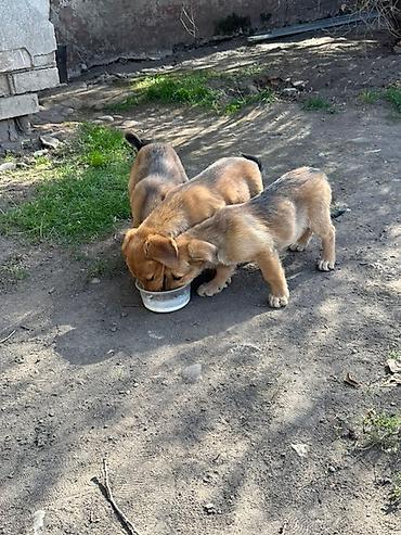 sobaka dog: Щенки смешанных пород - Возраст: примерно 2–3 месяца (по фото — — 3