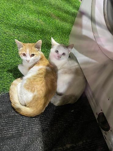 Продажа кошек: Котята (пара). Окрас: - Рыже-белый: рыжие пятна на спине и хвосте — 1