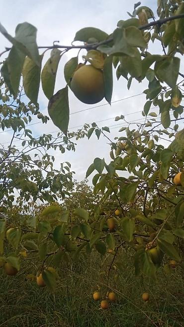 mingecevirde torpaq satisi: 263 sot, Kənd təsərrüfatı, Mülkiyyətçi, Kupça (Çıxarış) — 2