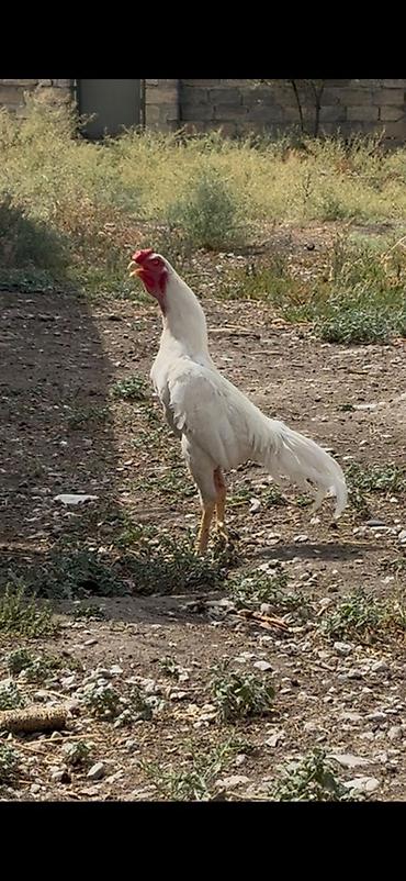 at satanlar: Ağabbağ heyratı xoruzdu 1 yaşı var. Black, buff brama birdə tovuz quşu — 1