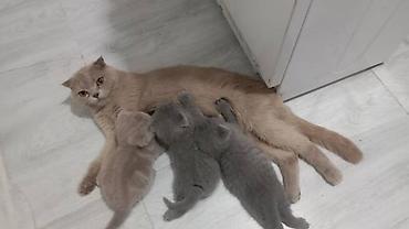 Мышыктар: Шотландские вислоухие котята (Scottish Fold)

Можно бронировать — 2