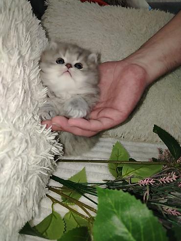 Pişiklər: Şotland — 10