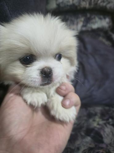 İtlər: Pekines, 2 ay, Dişi — 20