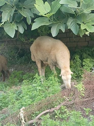 hind quşu cucesi: Beylagan qoyunu təmiz tumluq erkəydi — 1