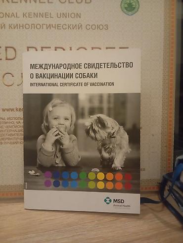 Продажа собак: Предлагаются к продаже щенки лабрадор-ретривера. 🔸 Возраст: 34 дней 🔸 — 9