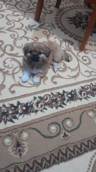 объявления отдам в хорошие руки щенка: Pekines, 2 ay, Dişi, Ünvandan götürmə