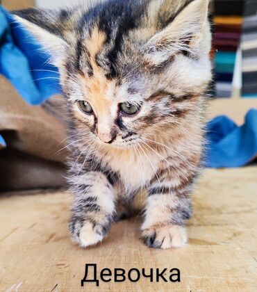 Отдам даром: 😺Милые,пушистые,игривые котики!😽 Две девочки и два мальчика. Отдаём