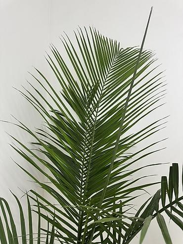 цветы лилия цена: 🌿 Арека гүлү сатылат! 🪴 🌱 Бийиктиги — 2 метр ✨ Абалы сонун, жакшы — 2