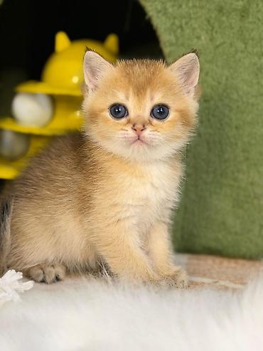 Pişiklər: Britan — 5