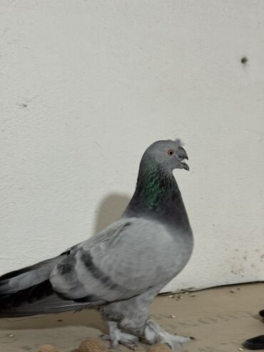 феникс бишкек: Продам двух самцов голубей! Цена за двоих 1500 сом!