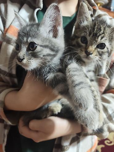 отдаю котят: Котята домашние, короткошёрстные, окрасы: тигровый табби и серый — 9