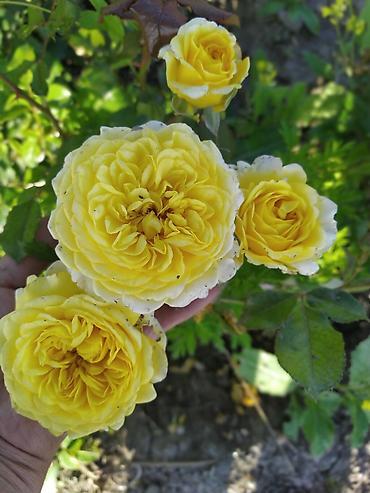 Роза: Садовые розы (кустарниковые/чайно-гибридные, крупноцветковые — 9