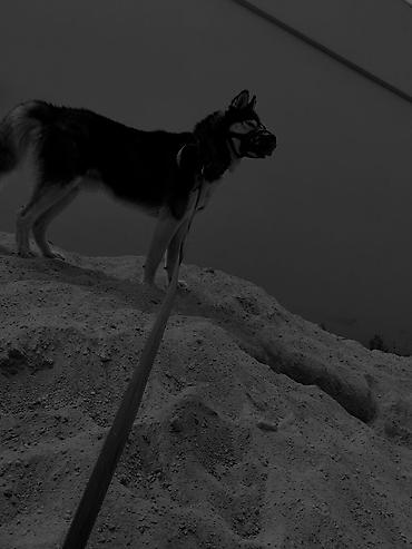 Xaski, 2 il, Erkək, Cütləşmə üçün