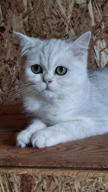 котенок ашера: Скотиш Страйт (Шотландская прямоухая), 3 месяца, Девочка, Серебристая шиншилла