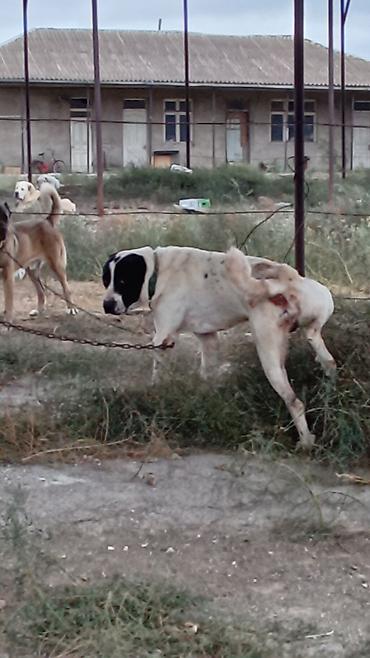 i̇t pudel: Alabay, 2 il, Erkək, Peyvəndli, Rayonlara çatdırılma — 6