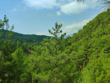 дом с бизнесом: Демонтаж.квартир и.т.д